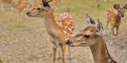 In vielen Wildparks wird Sika als Gatterwild gehalten.