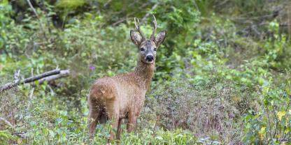 Für Hodenbrüche gibt es beim männlichen Wild verschiedene Ursachen.