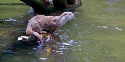 Fischotter sind in Bayern Streitthema zwischen Teichwirten und Naturschützern.