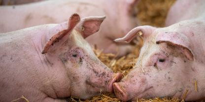 Schweine liegen im Stroh und blicken sich an.