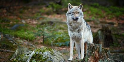 Ein Wolf hatte ein Jungtier gerissen und war danach zum Abschuss freigegeben (Symbolbild).