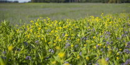 Landwirte nutzen vor allem die vielfältige Fruchtfolge als Ökoregelung. Die Fläche ist nochmals angestiegen.