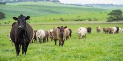 wagyu-Australien_AdobeStock_838021534