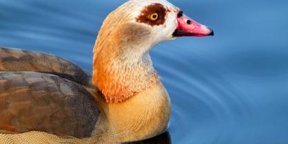 In Wiesbaden wird viel über die Nilgänse debattiert. Kommt nun auch der Abschuss?
