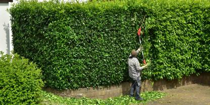 Hecke-kürzen-AdobeStock_508714981