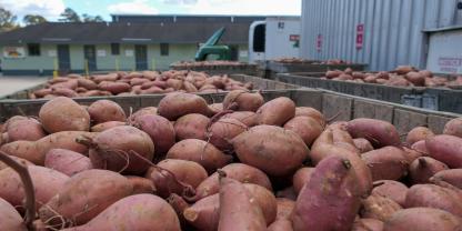 Nash Produce ist das größte Agibusiness-Unternehmen des Bundesstaates und bündelt die Ware von rund 60 Erzeugern. Je nach Vermarktung werden die Früchte unterschiedlich verpackt, erhalten aber immer ein rückverfolgbares Label.