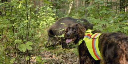 Die Arbeit im Saugatter ist für junge Hunde ein guter Einstieg in die spätere Jagdpraxis. Hier können sie sich mit dem wehrhaften Schwarzwild vertraut machen.