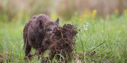 Wildschweine brachen auch einer Rennbahn ein so großes Areal auf, dass ein Rennen abgesagt werden musste.