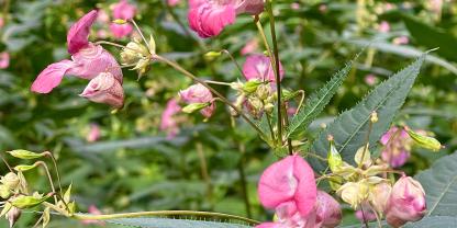 Das Drüsige Springkraut bevorzugt feuchte Standorte wie Waldränder und Bachufer und liefert den Bienen dort reichlich Nektar.