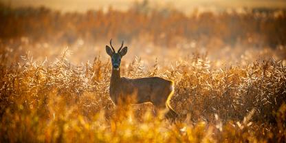 Ein Rehbock steht am Abend im Feld