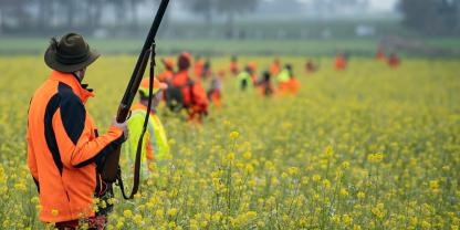Auf einer Treibjagd wurde eine Frau durch ein Schrotkorn am Auge verletzt.