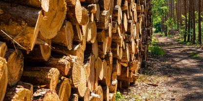 holzlager-im-wald-AdobeStock_368423772