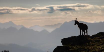 Auswilderungen helfen, die genetische Vielfalt beim Steinwild zu erhalten und Populationen zu vernetzen.