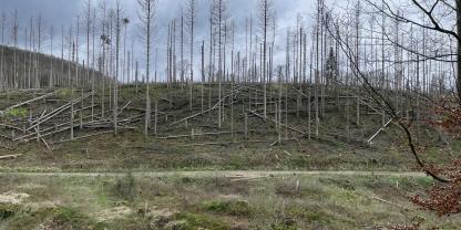 Den jährlichen Bericht über den Zustand des Waldes soll es in Brandenburg künftig nicht mehr geben.