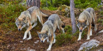 Im Mühlviertel ist es zu mehreren Wolfssichtungen und auch Vergrämungen gekommen.
