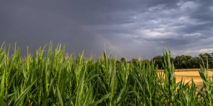 Biogas-Maisfeld-vor-abendlichem-Gewitter_imago862016408