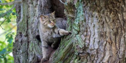 In Brandenburg breiten sich Wildkatzen weiter aus.