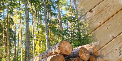 Die Bundesplattform Wald- und Holzforschung will alle Akteure miteinander vernetzen.
