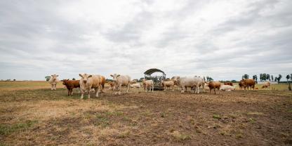 Rinder-vertrocknete-Wiese_AdobeStock_441573776