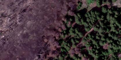 Luftbild des Waldbrandgebiets Bitsch (VS): Im Übergang zum intakten Wald können geschwächte Fichten anfälliger für Buchdruckerbefall sein.