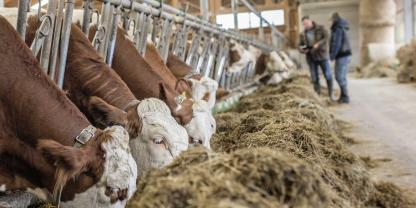 Innerhalb von vier Monaten fiel der Milchpreis 2025 vom Jahreshoch im August um gut 10 Cent/kg auf knapp 44 Cent/kg im Dezember. 