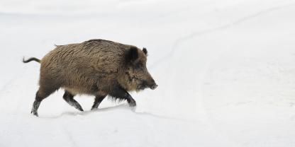 Erstmals ist ein Wildschwein nördlich des Polarkreises geschossen worden. Das bringt Sorgen mit sich.