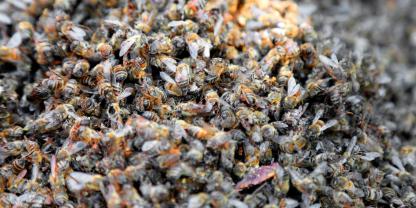 Mehrere Hände voll toter Honigbienen. (Symbolbild)