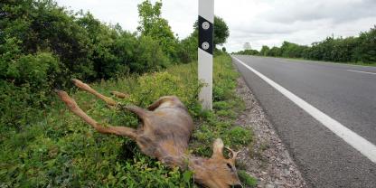 In Bayern sind mehrere Rehe von einem unbekannten Wilderer erlegt worden (Symbolbild).