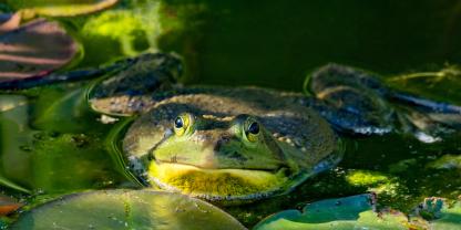 Der Nordamerikanische Ochsenfrosch kann schnell eine Größe von 20 cm erreichen.