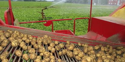 Die Kartoffelernte läuft unter schwierigen Bedingungen – Hitze und Trockenheit drücken vielerorts die Erträge.