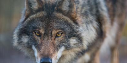 Nach Nutztierrissen steht der Abschuss eines Wolfs im Raum (Symbolfoto).