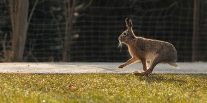 Ein Hase traf in der Nacht auf die falschen Autofahrer und musste das mit dem Leben bezahlen.
