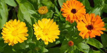 Mehrere Ringelblumen in Gelb und Orange