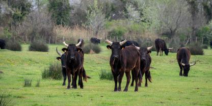 Taurus-Rinder_ juancajuarezAdobeStock_771563535