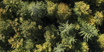 Abb 1: Der Wald aus der Vogelperspektive.