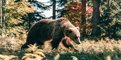 In Alaska wurde eine Frau von einem Bären angegriffen.
