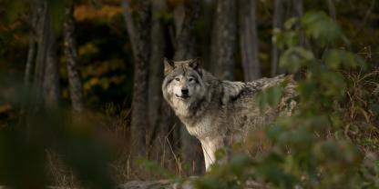 Nach einem Wolfsriss gelten gewisse Fristen, bevor dieser veröffentlicht wird.