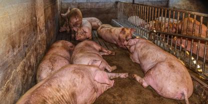 Symbolbild von Mastschweinen: Die zuletzt bekannt gewordenen Missstände in einem Schweinestall geben viele Fragen auf. Eine schwere psychische Krise oder Überforderung des Landwirts, der den Betrieb allein führt, dürfte zu der Tragödie geführt haben.