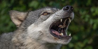 Der Wolf auf der Hornisgrinde ist auch nach der Paarungszeit immer wieder von Besuchern gesichtet worden.