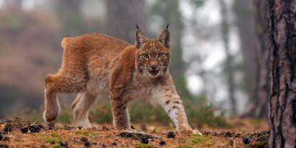 Im Landkreis Göttingen wurde eine Luchsin aus dem Harz ausgewildert.