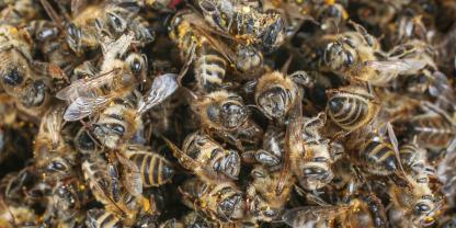 Varroa ist die Hauptursache für Winterverluste.