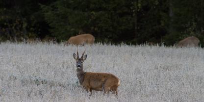 Ein Rehbock steht auf einem Feld.