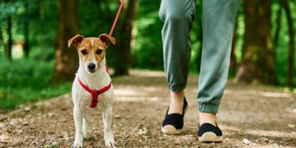 Jack-Russell-Terrier an der Leine