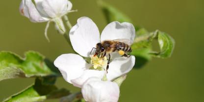Eine Honigbiene auf einer Apfelblüte. 