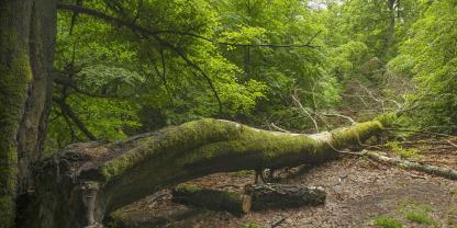 Die Förderung von Naturschutzorganisationen zum Beispiel für den Kauf von Waldflächen erfolgt zum jeweiligen Marktwert, versichert die Bundesregierung.