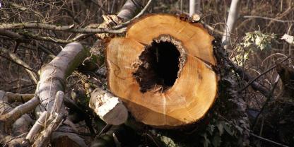 Baum-Sturz-AdobeStock_238889891