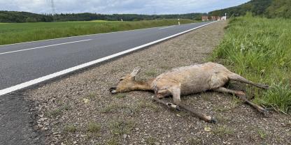 Wildunfälle müssen in jedem Fall unverzüglich bei der Polizei gemeldet werden.