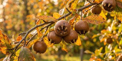Ab Ende Oktober reifen die apfel- oder leicht birnenförmigen Früchte und werden braun. Genussreif sind sie aber erst nach Frosteinwirkung oder längerer Lagerung.