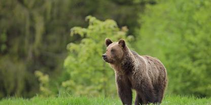 Ein Braunbär ist für den Riss eines Ponys verantwortlich (Symbolfoto).