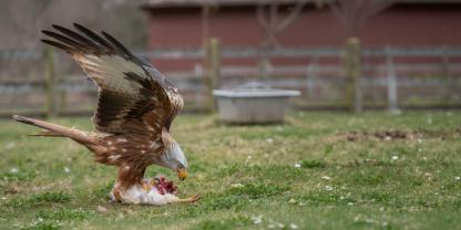Ein mit Giftköder präpariertes Huhn ist vier Greifvögeln in Bayern zum Verhängnis geworden.